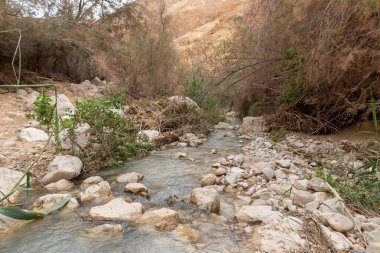İsrail 'in güneyindeki Ölü Deniz' in yakınlarındaki Arugot Irmağı Doğa Koruma Alanı 'nda yemyeşil bir arazi ile kaplanmış nehir.