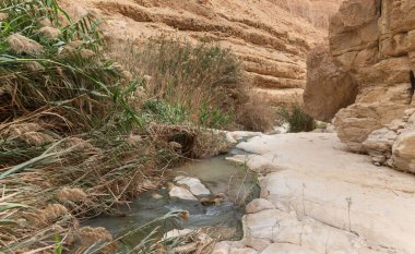 İsrail 'in güneyindeki Ölü Deniz' in yakınlarındaki Arugot Irmağı Doğa Koruma Alanı 'nda yemyeşil bir bankayla kaplı bir nehir.