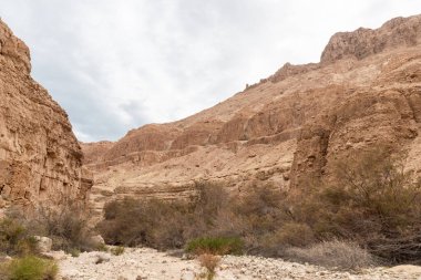İsrail 'in güneyindeki Ölü Deniz' in yakınındaki Arugot Irmağı Doğa Koruma Alanı 'nın olağanüstü ihtişamı.