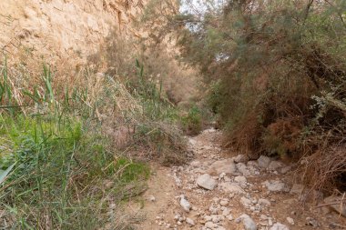 İsrail 'in güneyindeki Ölü Deniz' in yakınındaki Arugot Irmağı Doğa Koruma Alanı 'ndaki kurumuş nehir yatağı.