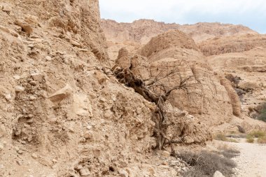 İsrail 'in güneyindeki Ölü Deniz' in yakınındaki Arugot Irmağı Doğa Koruma Alanı 'nın olağanüstü ihtişamı.