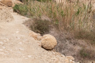 İsrail 'in güneyindeki Ölü Deniz yakınlarında Arugot Akıntısı Doğa Koruma Alanı' nda neredeyse küresel bir kaya parçası.