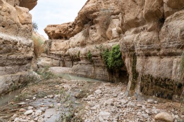İsrail 'in güneyindeki Ölü Deniz yakınlarındaki Arugot Irmağı Doğa Koruma Alanı' nın tarif edilemez görkemi.