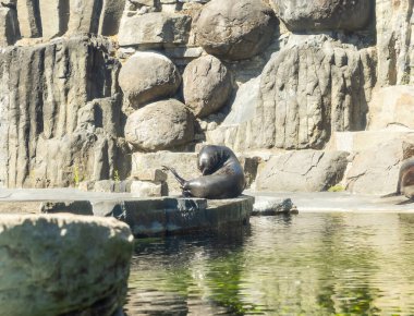 Prag, Çek Cumhuriyeti, 15 Mayıs 2024: Çek Cumhuriyeti 'ndeki Prag Hayvanat Bahçesi' nde bir fok taşların üzerinde bulunuyor