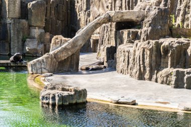 Prag, Çek Cumhuriyeti, 15 Mayıs 2024: Çek Cumhuriyeti Prag Hayvanat Bahçesi 'nde büyük kayalıklı küçük gölü olan kuşhane