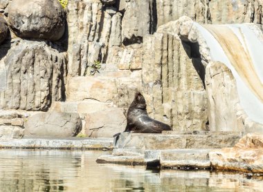 Prag, Çek Cumhuriyeti, 15 Mayıs 2024: Çek Cumhuriyeti 'ndeki Prag Hayvanat Bahçesi' nde bulunan kayaların üzerinde bir fok bulunuyor
