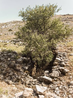 Lonely tree grows on ruins of Temple Attaviros Zeus on Mount Attavyros Atavbrion on highest point on Rhodes island in the Greece