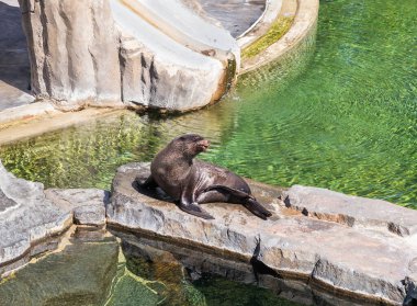 Prague, Czech Republic, May 15, 2024 : A seal sits and basks in the sun in its enclosure in Prague Zoo in Czech Republic