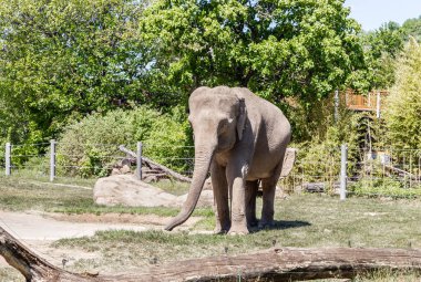 Prague, Czech Republic, May 15, 2024 : African elephant walks slowly in its enclosure of Prague Zoo in Czech Republic