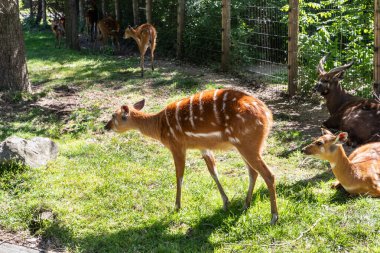 Prague, Czech Republic, May 15, 2024 : West African Sitatunga deer are in their enclosure in Prague Zoo in Czech Republic