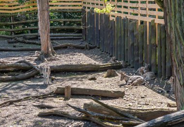 Prague, Czech Republic, May 15, 2024 : Goats Bharal in their enclosure on the territory of Prague Zoo in Czech Republic
