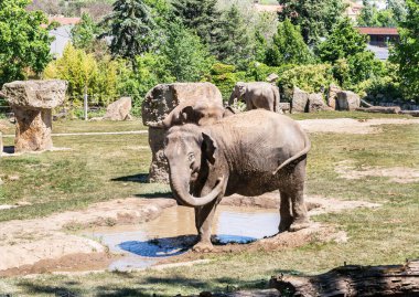 Prague, Czech Republic, May 15, 2024 : Asian elephant stands in a small pond in its enclosure on territory of Prague Zoo in Czech Republic