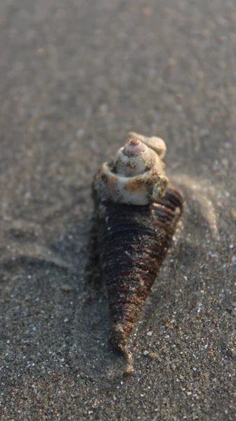 Sahildeki Ölü Bir Yengecin Yakınına — Stok fotoğraf