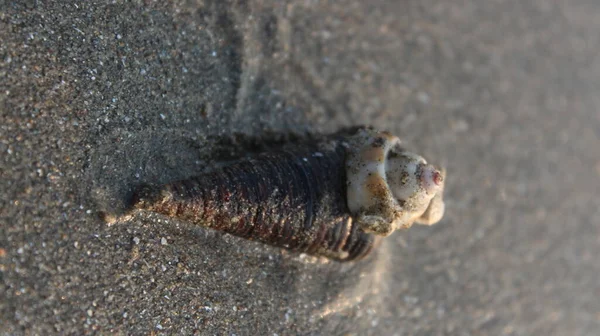 Egy Közeli Felvétel Egy Halott Tengeri Kagylóról — Stock Fotó