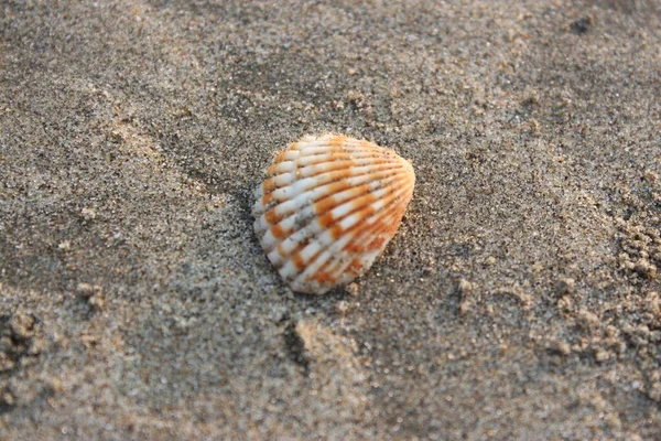 Mořská Mušle Pláži — Stock fotografie