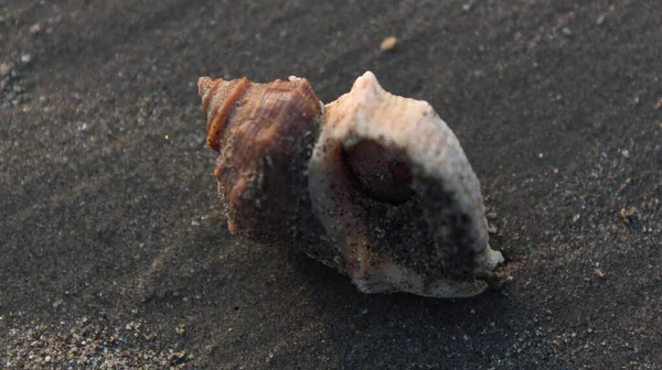 Sahilde Deniz Kabuğu — Stok fotoğraf