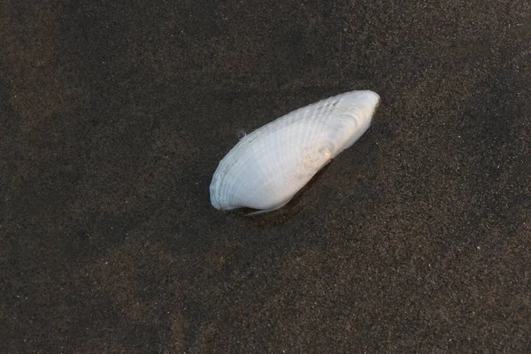 Sahilde Deniz Kabuğu — Stok fotoğraf