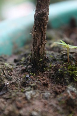 Ağaçtaki yeşil yosunlar, ormandaki bir ağacın kabuğundaki bir dalın kapağı, bir ağacın kabuğunda yetişen küçük bitkiler, doğadaki bir yaprağın üzerindeki tırtıl..