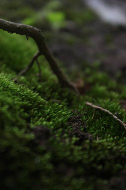 Ağaçtaki yeşil yosunlar, ormandaki bir ağacın kabuğundaki bir dalın kapağı, bir ağacın kabuğunda yetişen küçük bitkiler, doğadaki bir yaprağın üzerindeki tırtıl..