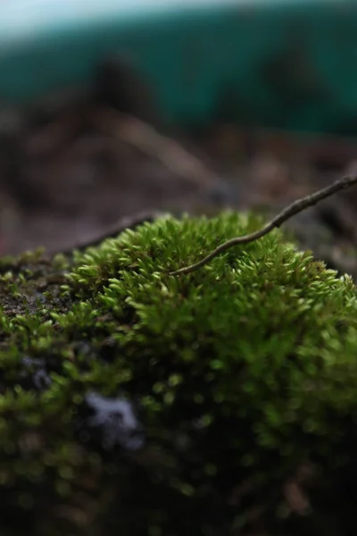 Zöld Moha Fán Közel Egy Kéreg Egy Erdőben Kis Növény — Stock Fotó