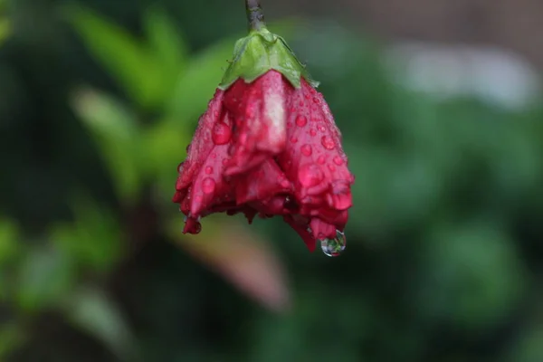Ένα Πλάνο Closeup Του Όμορφα Κόκκινα Λουλούδια — Φωτογραφία Αρχείου
