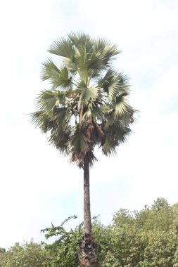 Bahçedeki palmiye ağacı