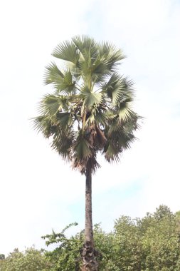 Büyük yapraklı ağaç