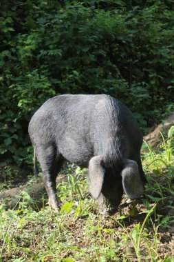 Ormanda yaban domuzu