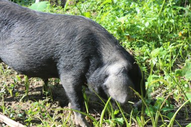 Kara keçi ormanda otluyor.