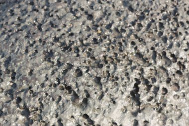 Arka planda bol su ve çakıl taşlarıyla denizin ıslak yüzeyi.