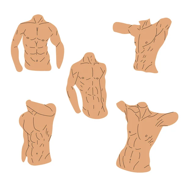 Définir Les Icônes Torse Musculaire Isolé Sur Fond Blanc Illustration — Image vectorielle