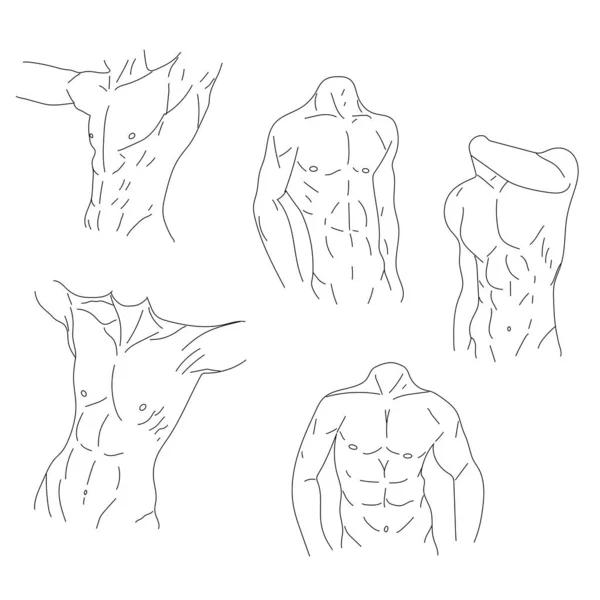 Set Icone Busto Linea Muscolare Isolato Sfondo Bianco Illustrazione Vettoriale — Vettoriale Stock