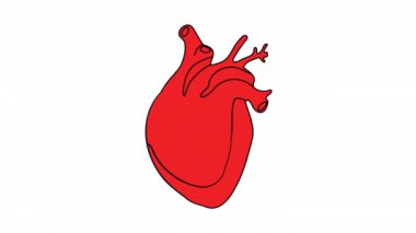 Animasyon kalp atışı anatomik kalp. 2D çizgi film. 4K video görüntüleri, web tasarımı için alfa kanal şeffaflığı