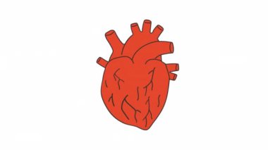 Animasyon kalp atışı anatomik kalp. 2D çizgi film. 4K video görüntüleri, web tasarımı için alfa kanal şeffaflığı