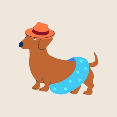 Komik ve eğlenceli bir yaz macerasına hazır şapkası ve mayosu olan şirin bir dachshund.