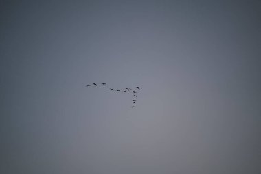 Uçan kuş sürüsü