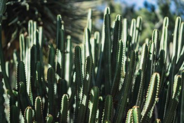 Kaktüs, bitki, bitki