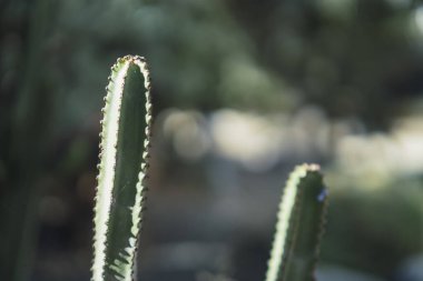 Bahçedeki kaktüs