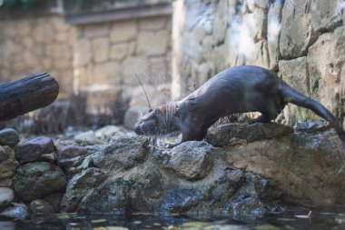 Vahşi doğadaki vahşi su samuru.