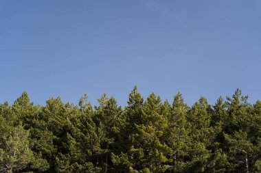 Orman sabah mavi gökyüzüyle