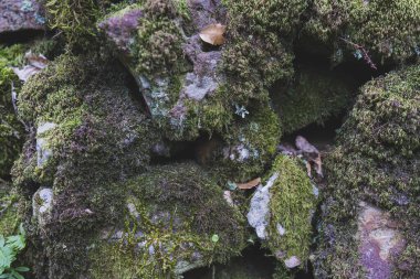 Taşta yeşil yosun var.