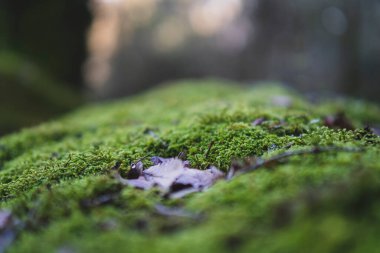 Ormanda yosun var, yakın.
