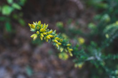 Güzel botanik fotoğrafı, doğal duvar kağıdı.
