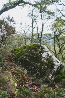 Bir yosunla kayanın dikey görüntüsü.