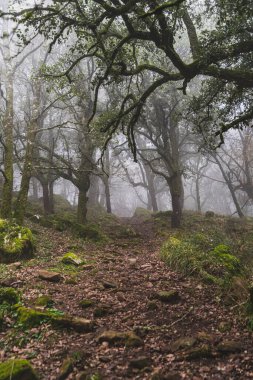 beautiful foggy forest landscape in the morning.