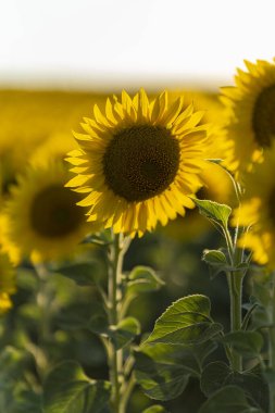 Güzel sarı ayçiçeği tarlada.