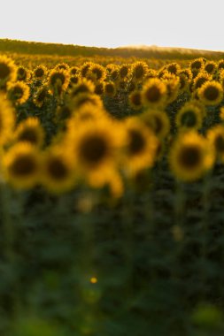 Yazın güzel sarı ayçiçeği tarlası.