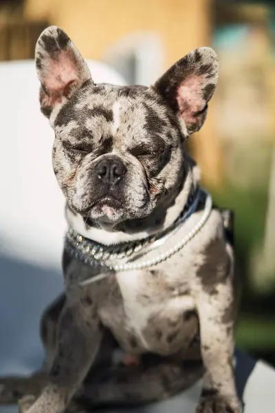 Bahçede köpek portresi