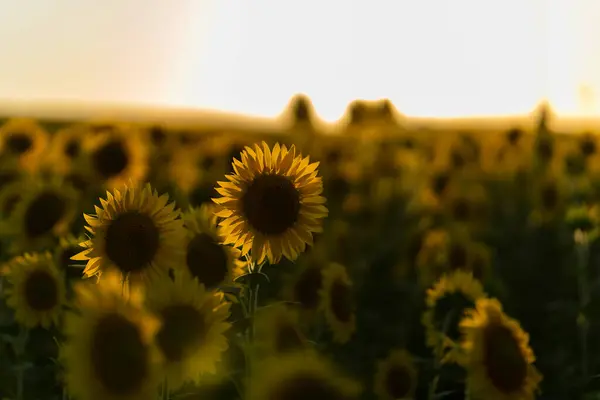 Sabah ayçiçeği tarlası. Ayçiçeği açıyor. Yaz manzarası. Ayçiçeği tarlası. Gün batımında ayçiçeği tarlası