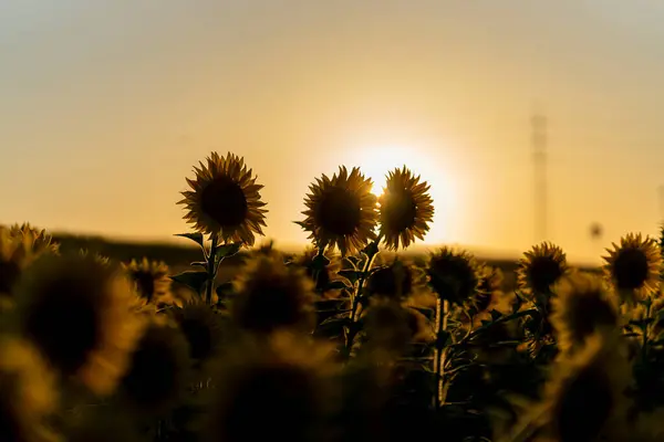 Yazın ayçiçeği tarlası